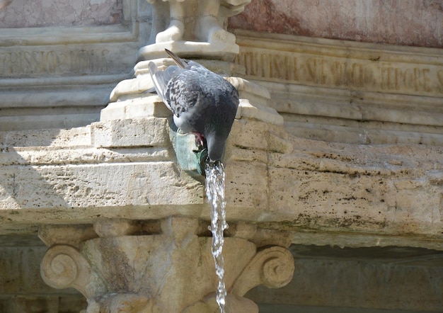 Photo vue d'un cochon buvant de l'eau de la fontaine