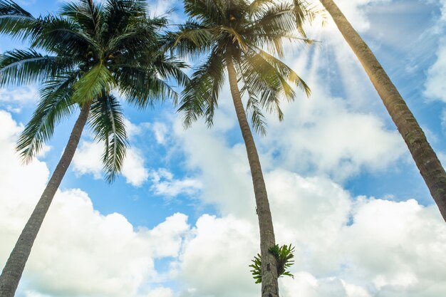 Vue des cocotiers et de la mer sur Koh Chang