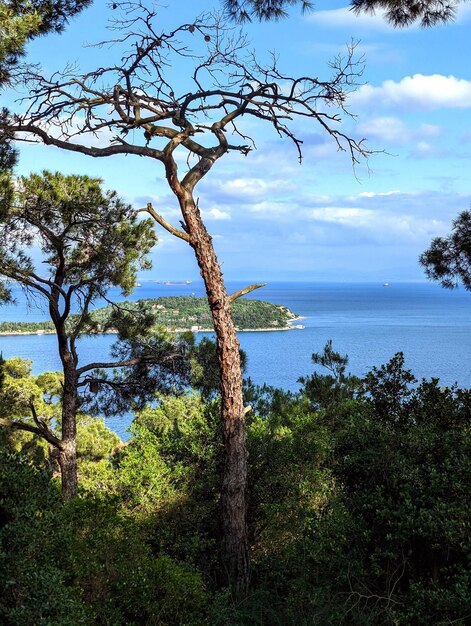 Vue de la colline de Buyukada sur la baie et d'Istanbul