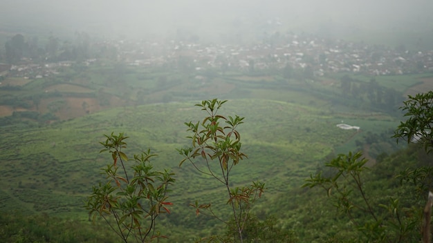 Une vue d'une colline avec un petit arbre au premier plan