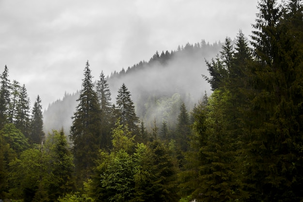 Vue sur les collines de la forêt et de la brume