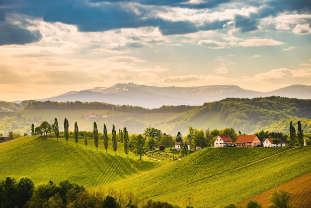 Vue des collines de raisins depuis la route du vin en Autriche Paysage des vignobles de Styrie du Sud Sulztal