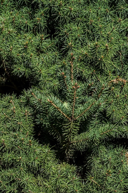 Vue complète des branches