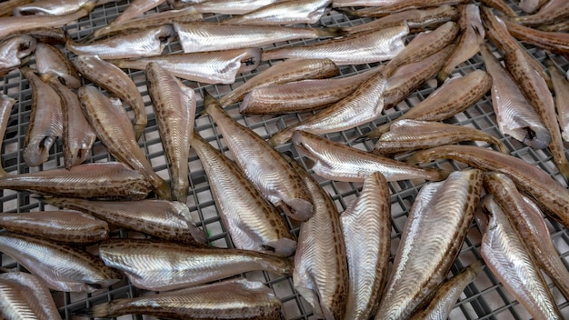 Photo vue complète du poisson à vendre sur le marché