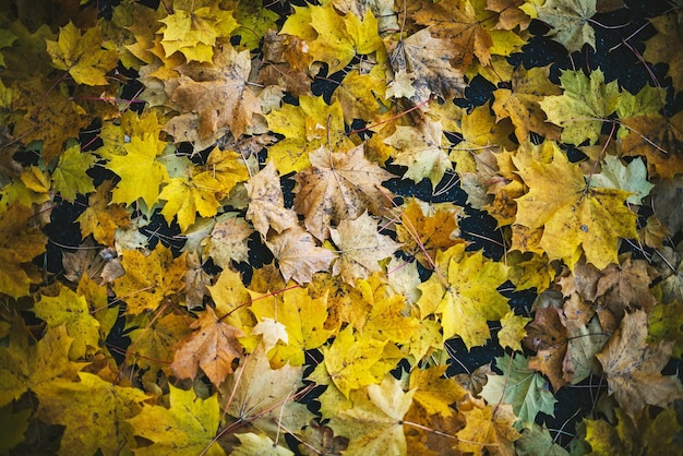 Vue complète des feuilles d'automne tombées sur le champ