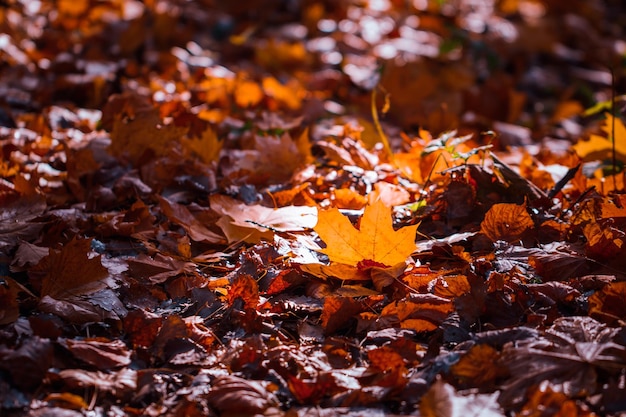 Vue complète des feuilles d'érable sur terre pendant une journée ensoleillée