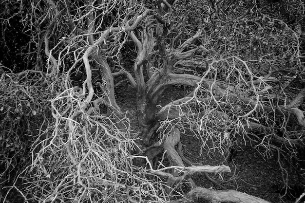 Photo vue complète de l'herbe sur le terrain