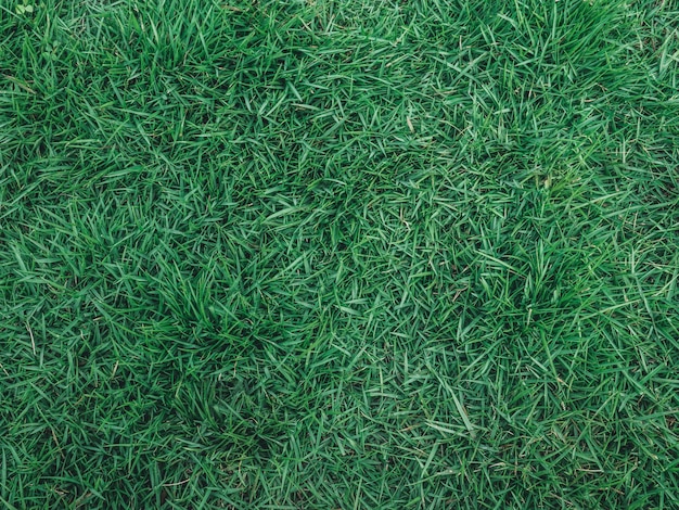 Photo vue complète de l'herbe sur le terrain