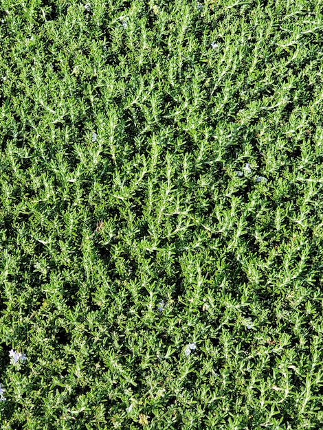 Photo vue complète de l'herbe sur le terrain