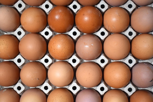 Photo vue complète des œufs