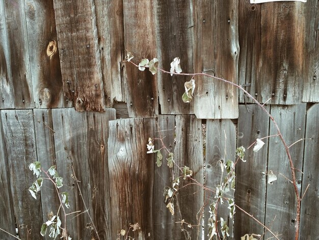 Photo vue complète de la porte en bois