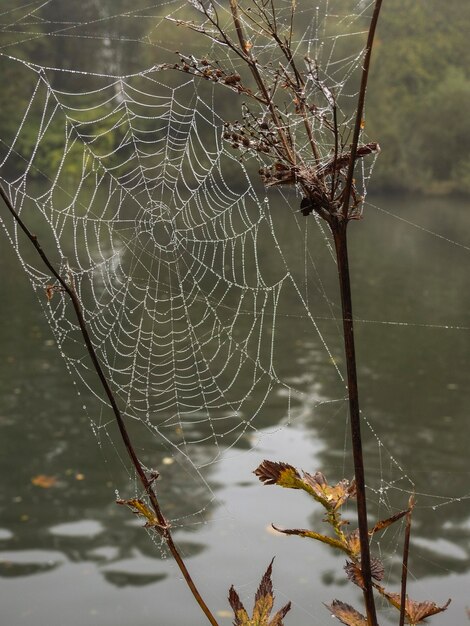 Photo vue complète de la toile d'araignée mouillée