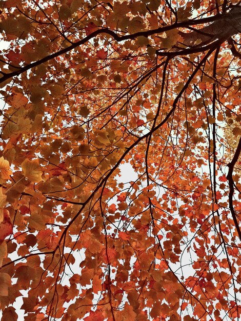 Vue en contre-plongée de l'arbre en automne