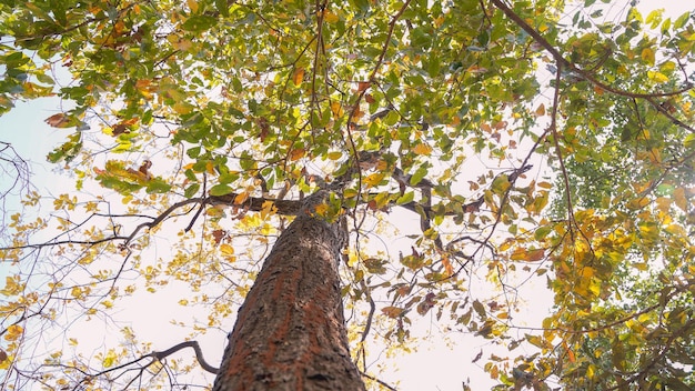 Vue en contre-plongée de grands arbres contre le ciel