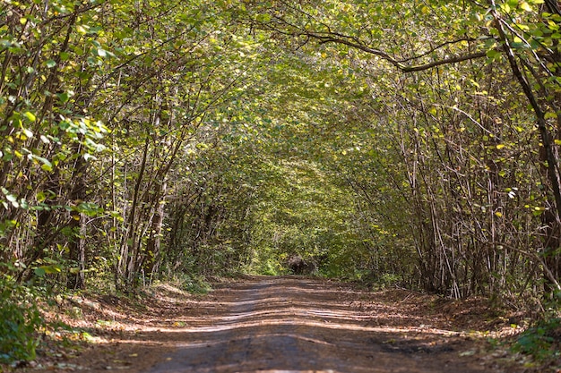 Vue en contre-plongée d'une route au milieu d'une forêt à l'automne. Arbres formant un tunnel au-dessus d'une route en automne. Ukraine