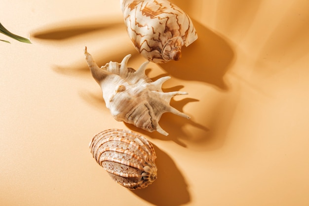 vue sur les coquillages sur fond marron