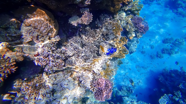 Vue sur les coraux du royaume sous-marin dans lequel se cache un coquillage bleu