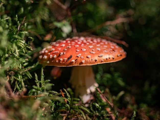 Vue de côté de champignon d'agaric de mouche