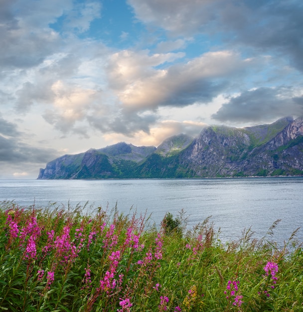 Vue de la côte d'été de Senja (Norvège) et fleurs roses en face. Temps nuageux.