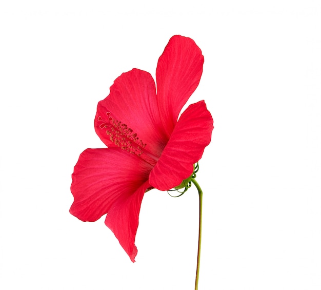 Vue de côté d'hibiscus floraison rouge, fleur isolée