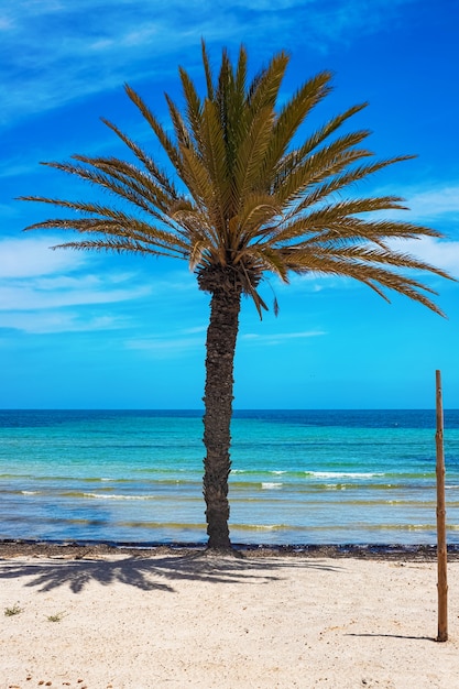 Vue sur la côte méditerranéenne avec une plage de sable blanc et un palmier vert sur l'île de Djerba, Tunisie