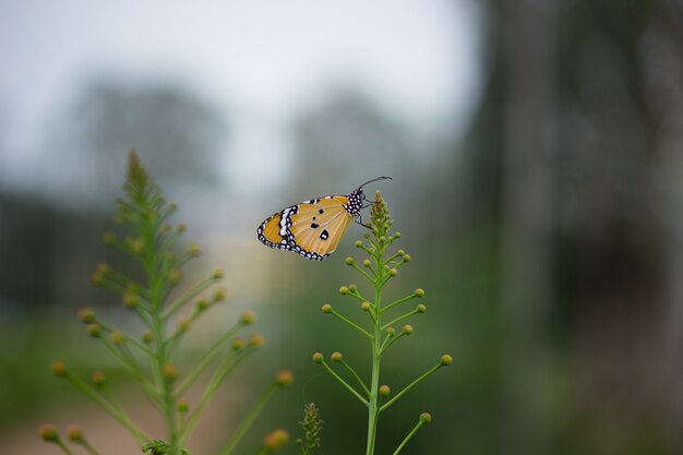 Vue côté, papillon, séance, fleur, plante