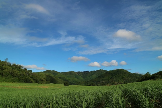 Vue côté pays avec la canne à sucre dans les champs de canne à sucre avec surface de montagne