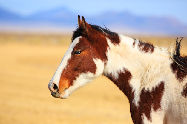 Photo vue de côté piebald horse