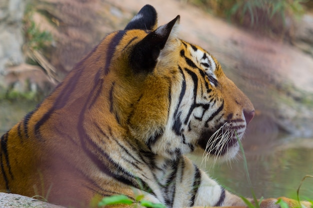 Vue de côté de la tête et du visage Royal Bengal Tiger, Nature