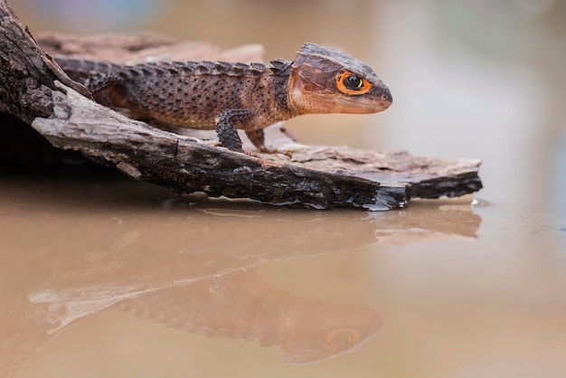 Photo vue de côté d'une tortue en gros plan