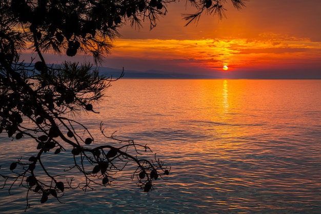 Vue sur le coucher du soleil avec des pins dans un petit village de Brela, Croatie