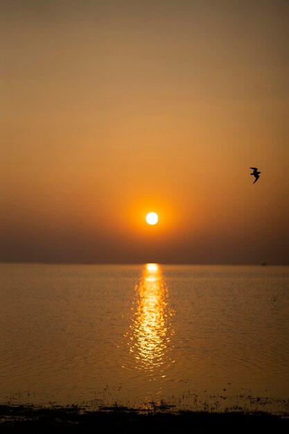 Une vue d'un coucher de soleil doré et des oiseaux qui volent