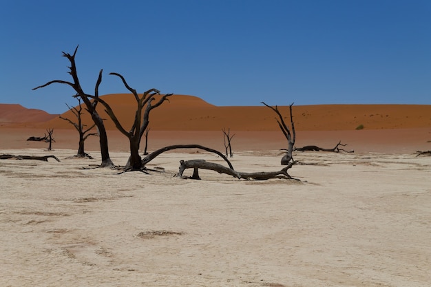 Une vue de Dead Vlei, Sossusvlei Namibie