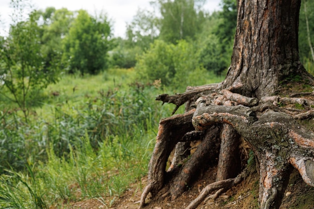 Photo vue sur la dégradation des forêts déforestation