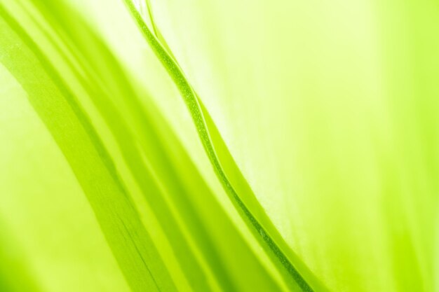 Vue dégradée de la nature de la feuille verte sur fond de verdure floue dans le jardin avec espace de copie utilisant comme arrière-plan les plantes vertes naturelles paysage écologie papier peint frais