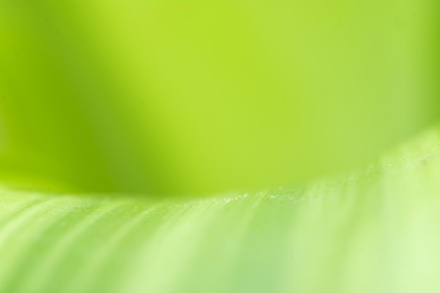 Vue dégradée de la nature de la feuille verte sur fond de verdure floue dans le jardin avec espace de copie utilisant comme arrière-plan les plantes vertes naturelles paysage écologie papier peint frais