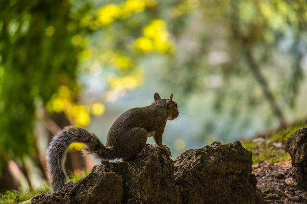 Vue depuis l'arrière d'un écureuil mignon dans le parc de Turin Italie