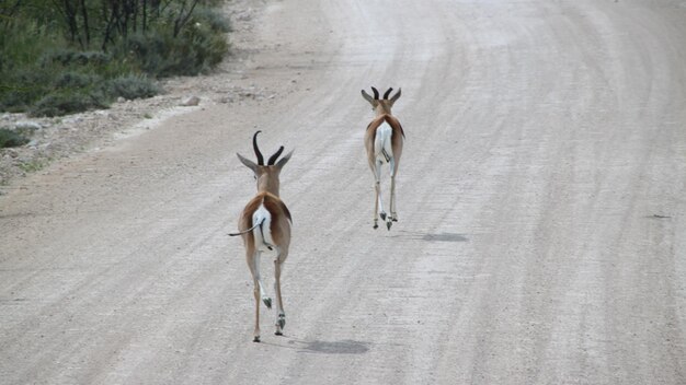 Photo vue de derrière d'une antilope en courant