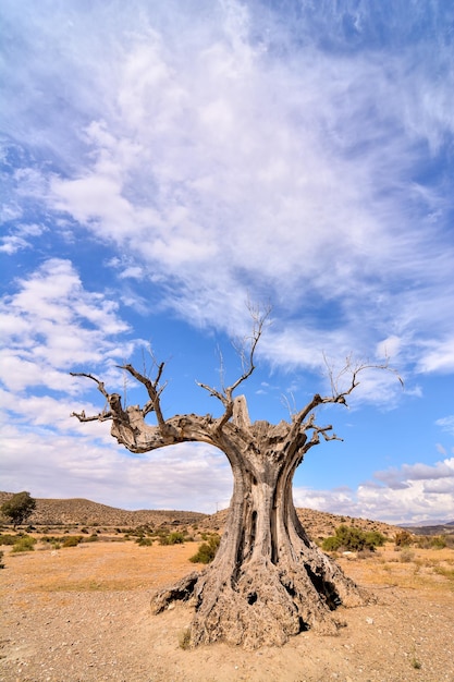 Vue sur le désert de Tabernas dans la province d'Almeria Espagne