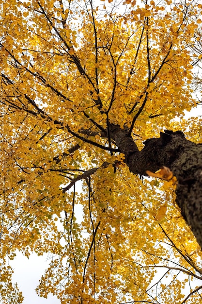 Vue de dessous sur l'arbre d'automne jaune