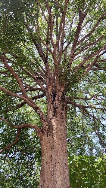 Vue de dessous de l'arbre