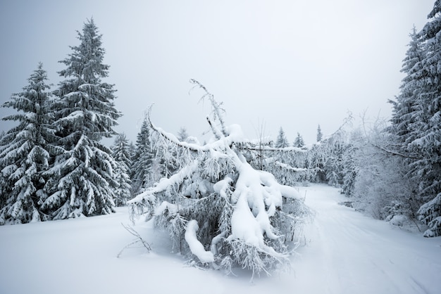 Vue de dessous de beaux sapins enneigés minces