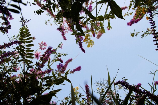 Vue de dessous de belles fleurs sauvages sauvages au milieu d'oreilles vertes au-dessus des fleurs bleu ciel clair