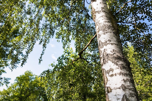 Vue de dessous de bouleau, tronc et feuillage vert contre un ciel bleu