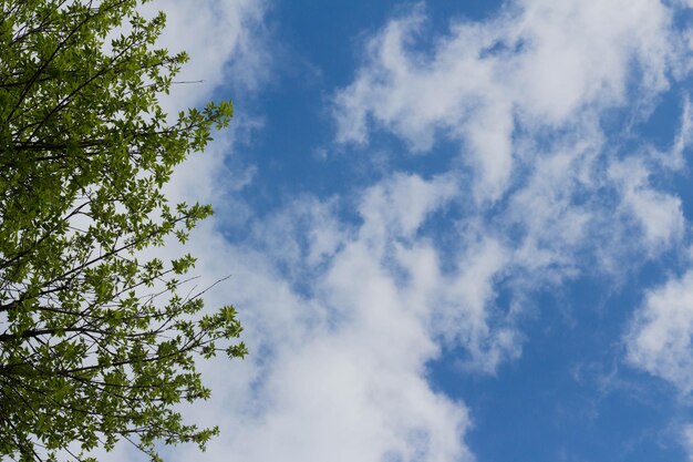 Vue de dessous des branches d'arbres et du ciel bleu et des nuages Cumulus