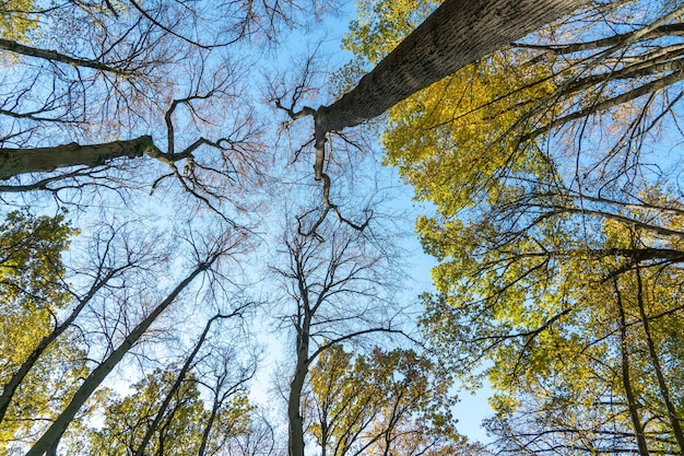 Vue de dessous de la cime des arbres dans la forêt d'automne Arrière-plan de la forêt d'automne Arbres aux feuilles aux couleurs vives arbres rouge orange dans le parc d'automne Feuilles colorées et arbres contre le ciel bleu