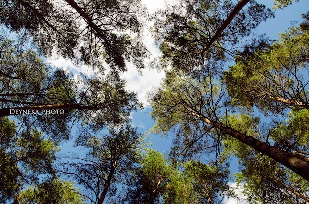 Vue de dessous de la cime des arbres verts