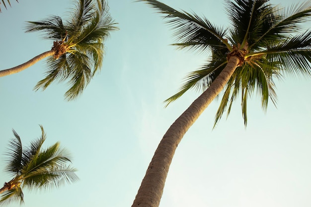 Vue de dessous des cocotiers en contre-jour