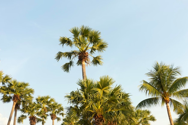 Vue de dessous des cocotiers en contre-jour