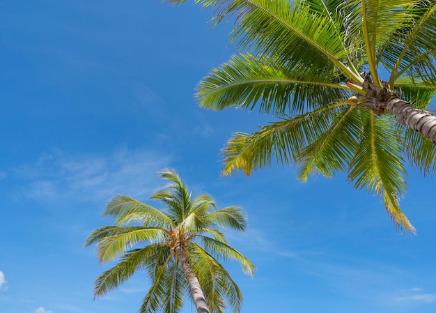 Vue de dessous de cocotiers Vue rapprochée de dessous de feuilles fraîches sur un palmier Feuilles vertes de cocotiers contre un ciel clair..